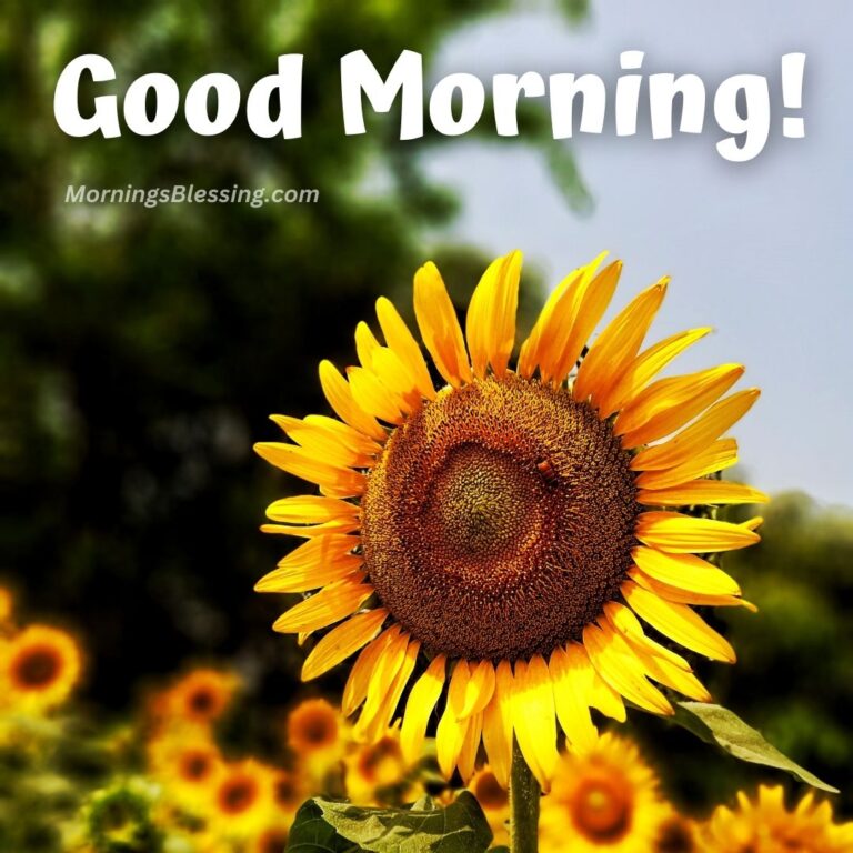 59+ Good Morning Sunflower Images with Quotes [2023]