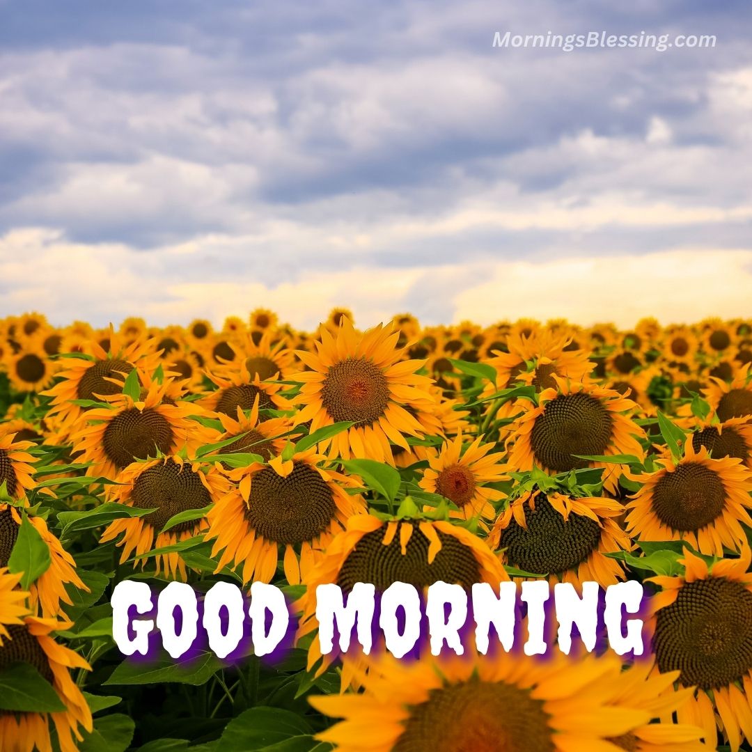 59+ Good Morning Sunflower Images with Quotes [2023]