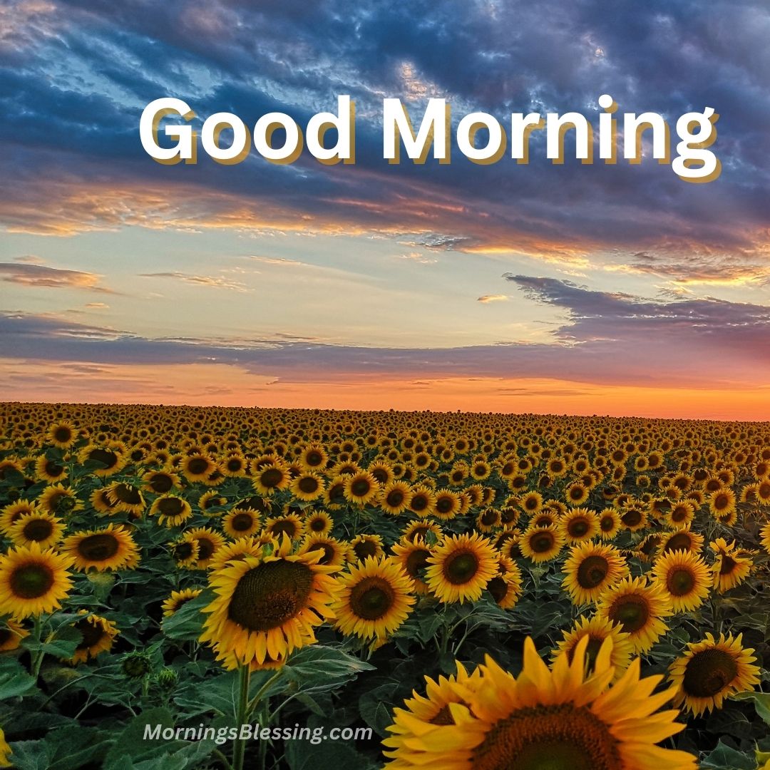 59+ Good Morning Sunflower Images with Quotes [2023]