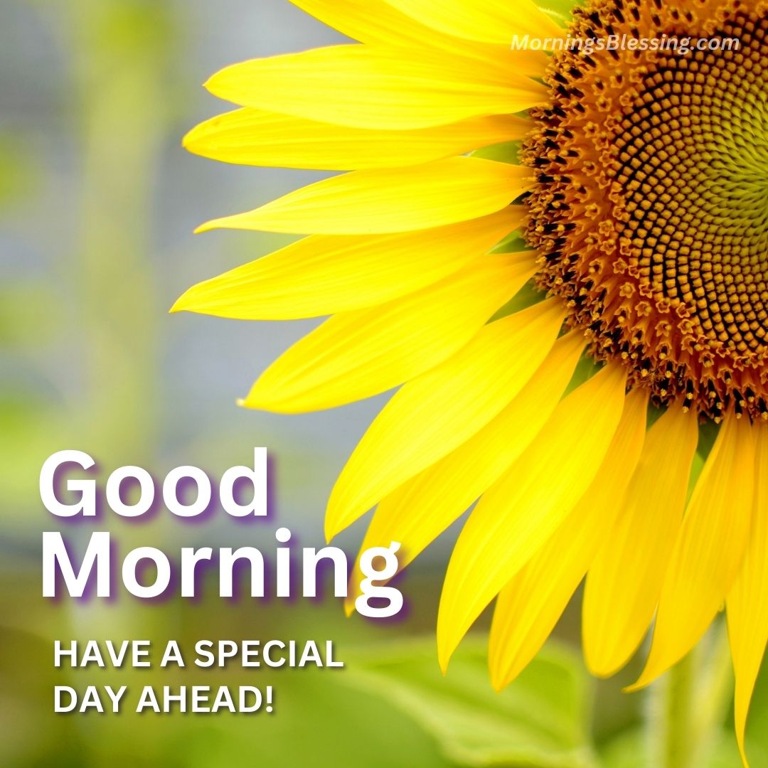 59+ Good Morning Sunflower Images with Quotes [2023]