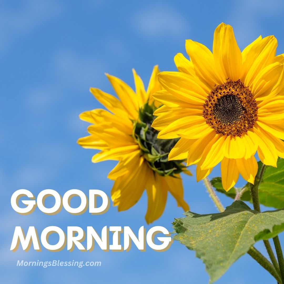 59+ Good Morning Sunflower Images with Quotes [2023]