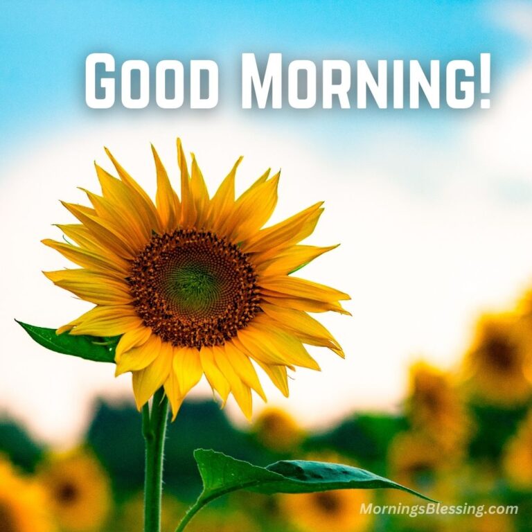 59+ Good Morning Sunflower Images with Quotes [2023]