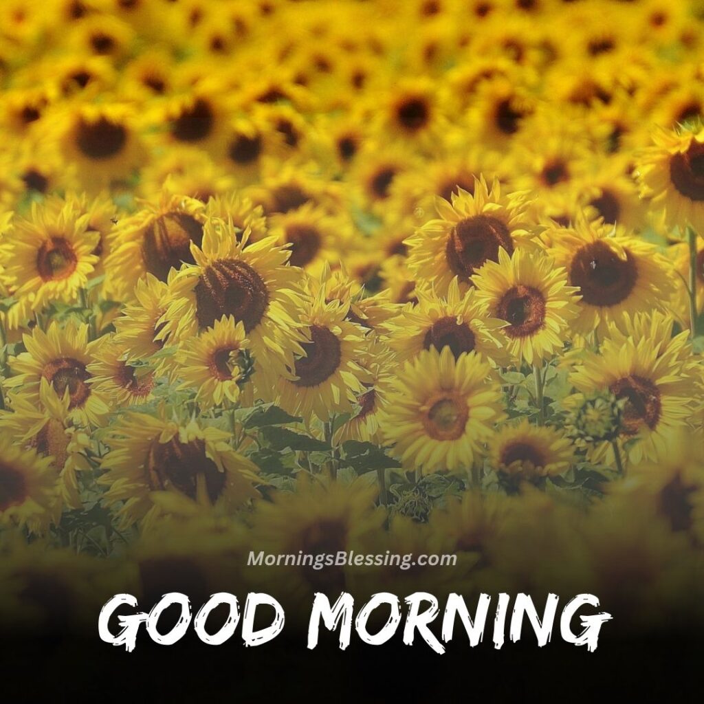 Good Morning Sunflower Image