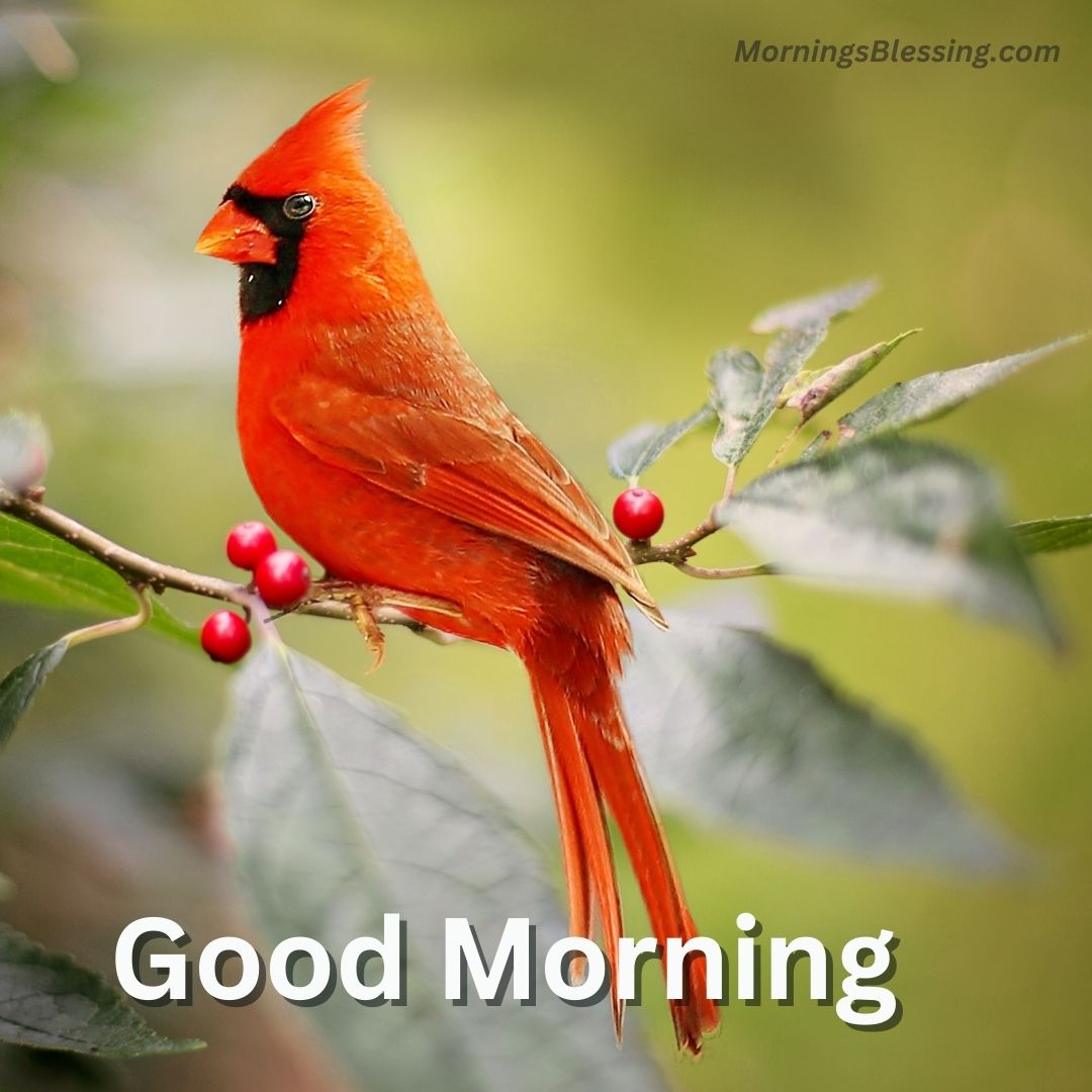 67+ Best Good Morning Cardinal Images [with Wishes]