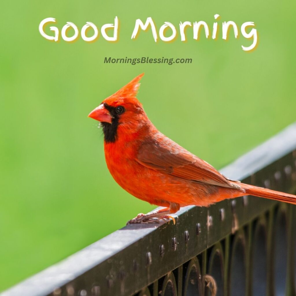Good Morning Cardinal
