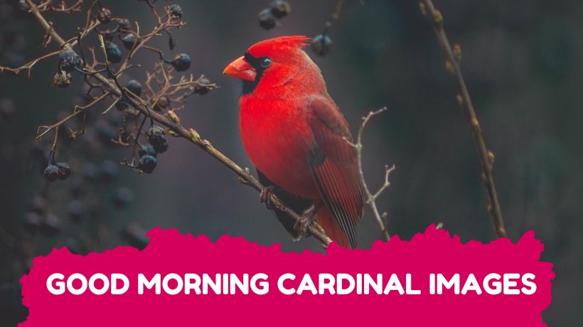 good morning cardinal images