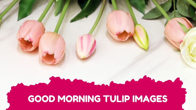 Good Morning Tulip Images
