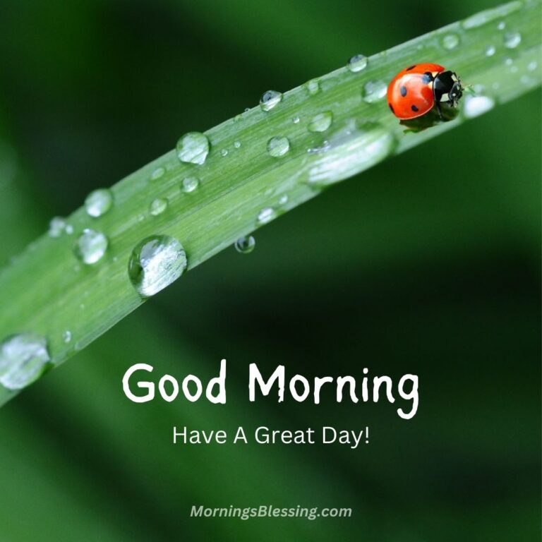 200+ Good Morning Rainy Images HD Photos Download