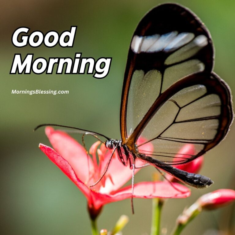 50+ Good Morning Butterfly Images Ideas for You