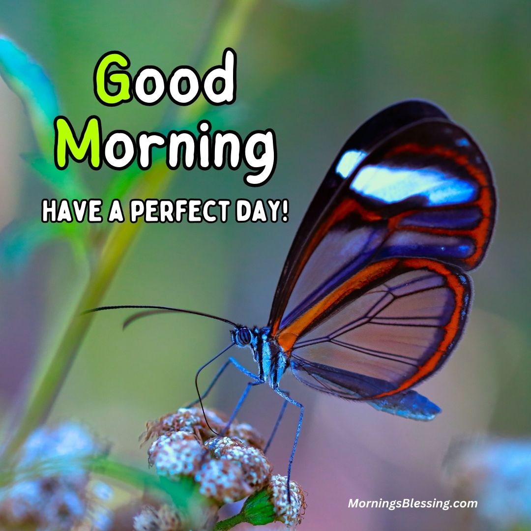 50+ Good Morning Butterfly Images Ideas for You