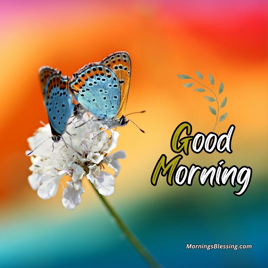 50+ Good Morning Butterfly Images Ideas for You