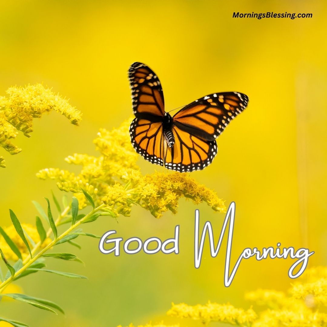 50+ Good Morning Butterfly Images Ideas for You