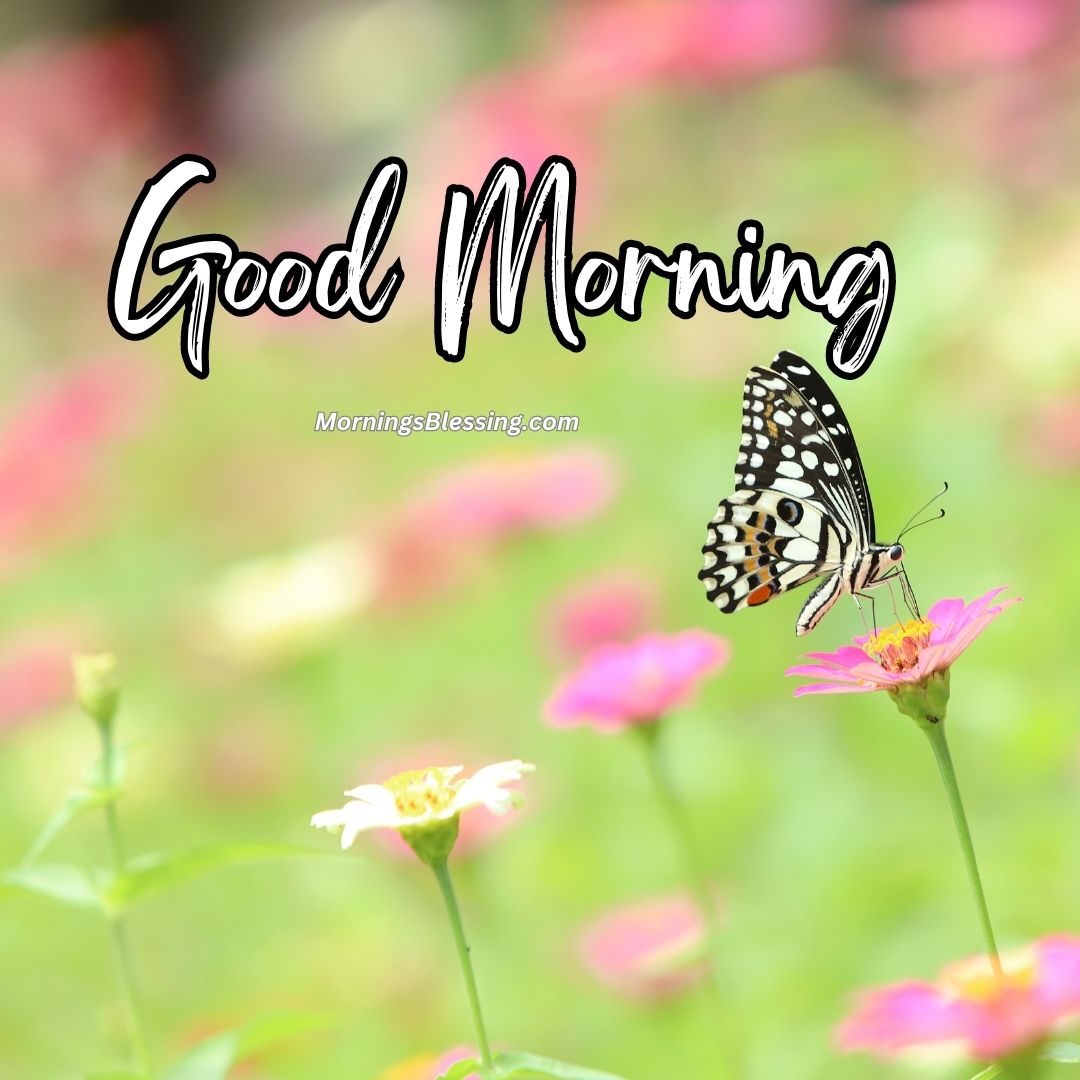 50+ Good Morning Butterfly Images Ideas for You