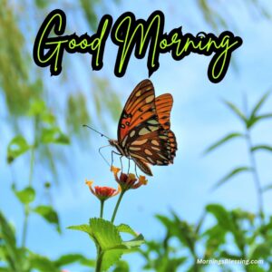 50+ Good Morning Butterfly Images Ideas for You