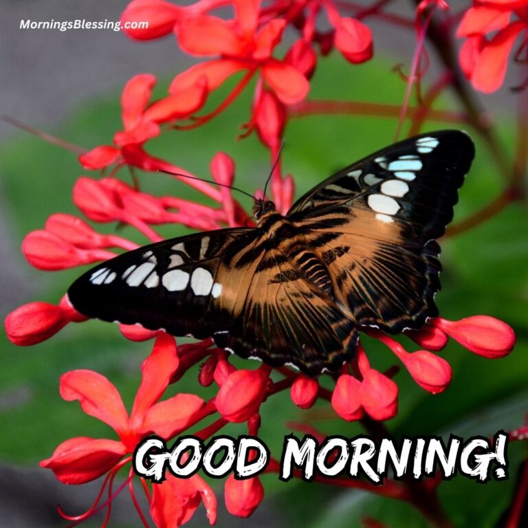 50+ Good Morning Butterfly Images Ideas for You