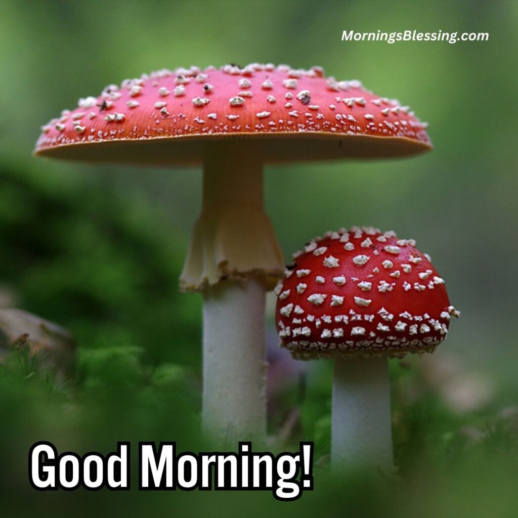 good morning nature images mushroom