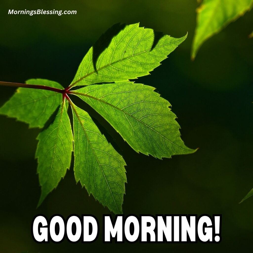 good morning nature green leaf