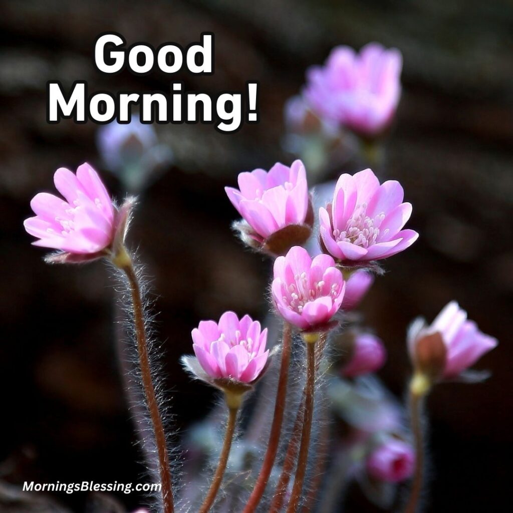 good morning nature flower image
