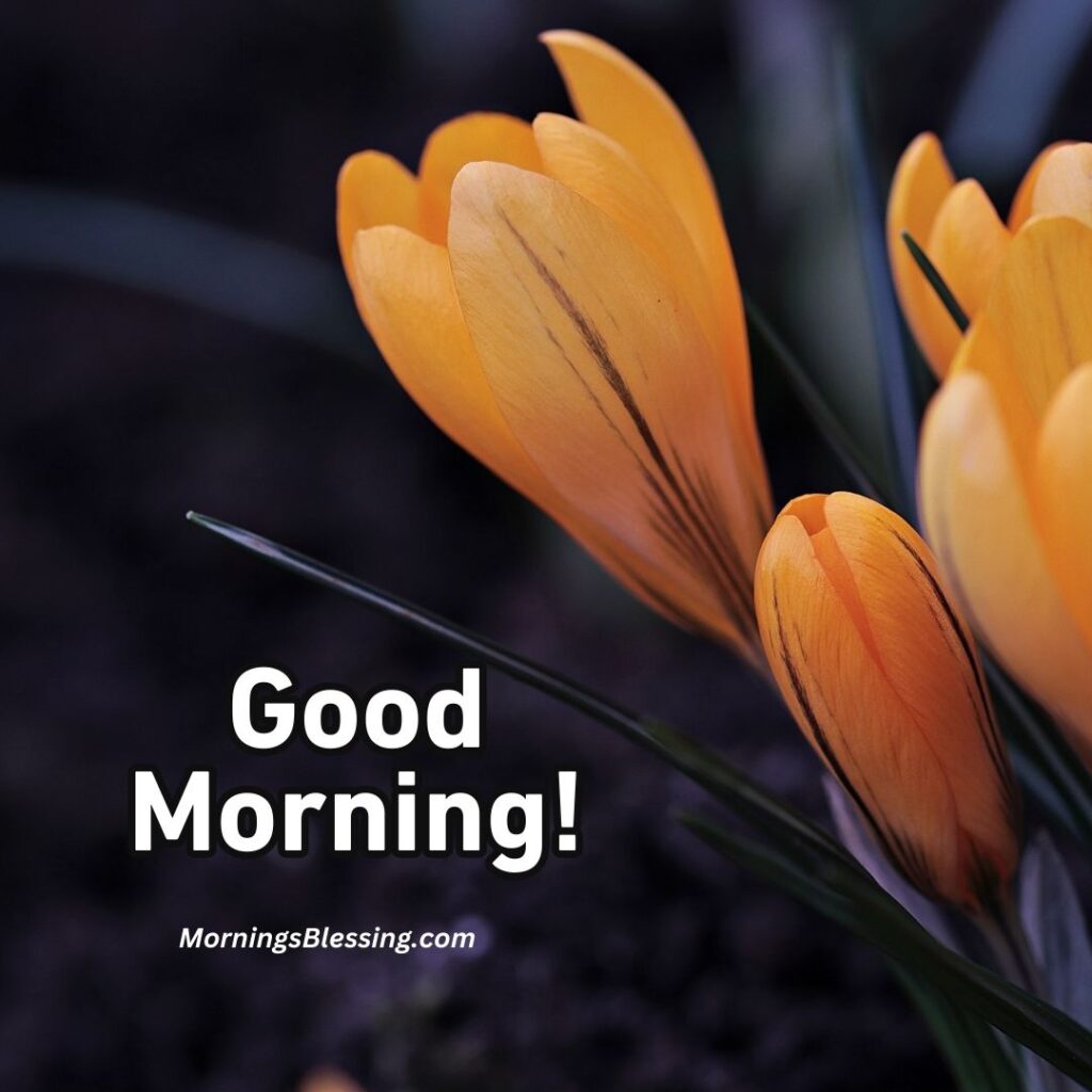 good morning nature flower image