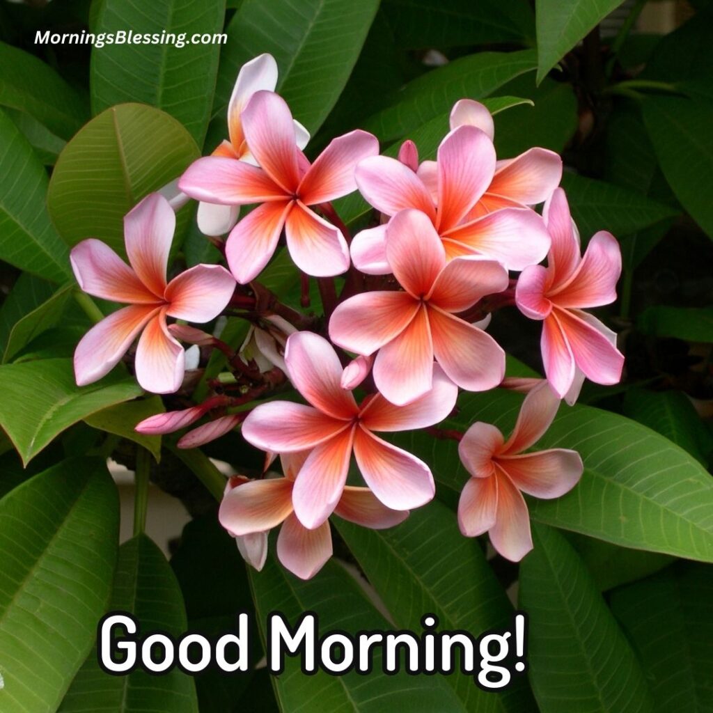 good morning nature image with flower