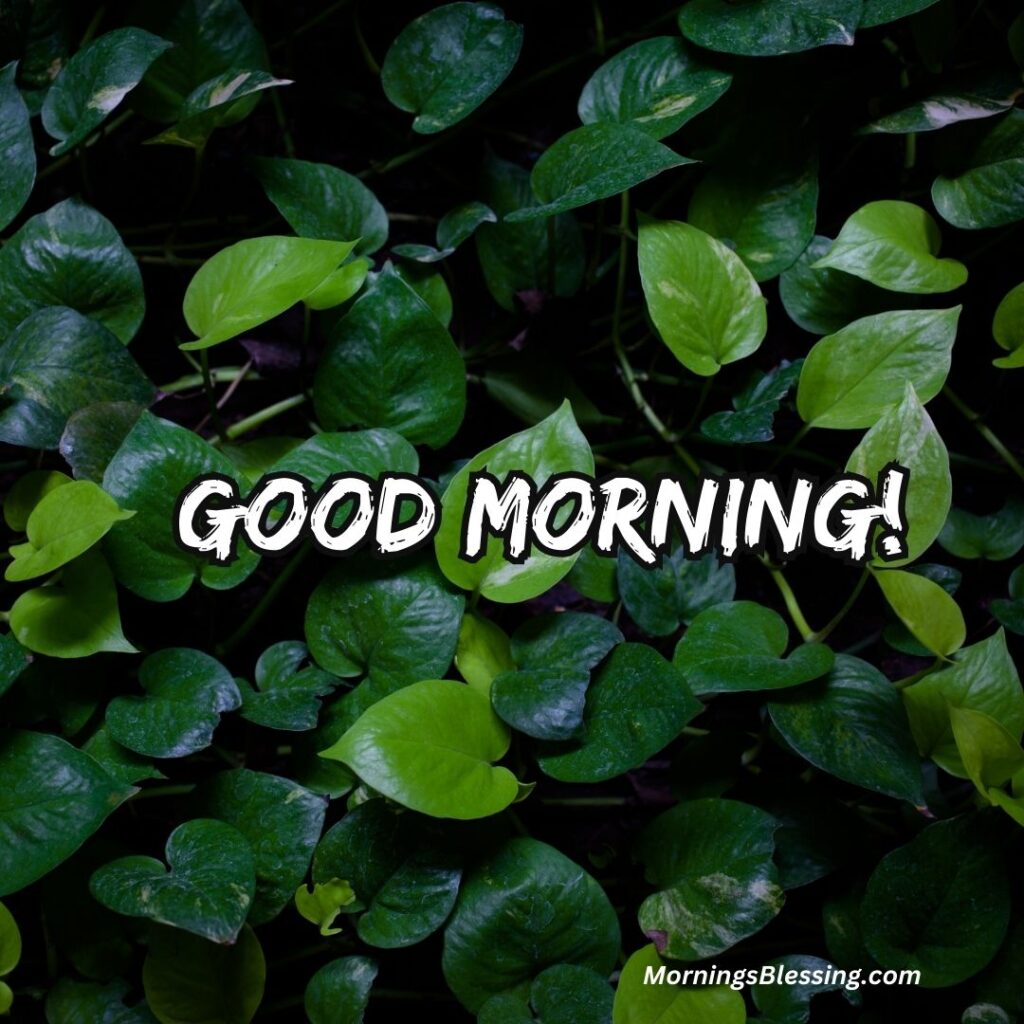 good morning green leafy nature image