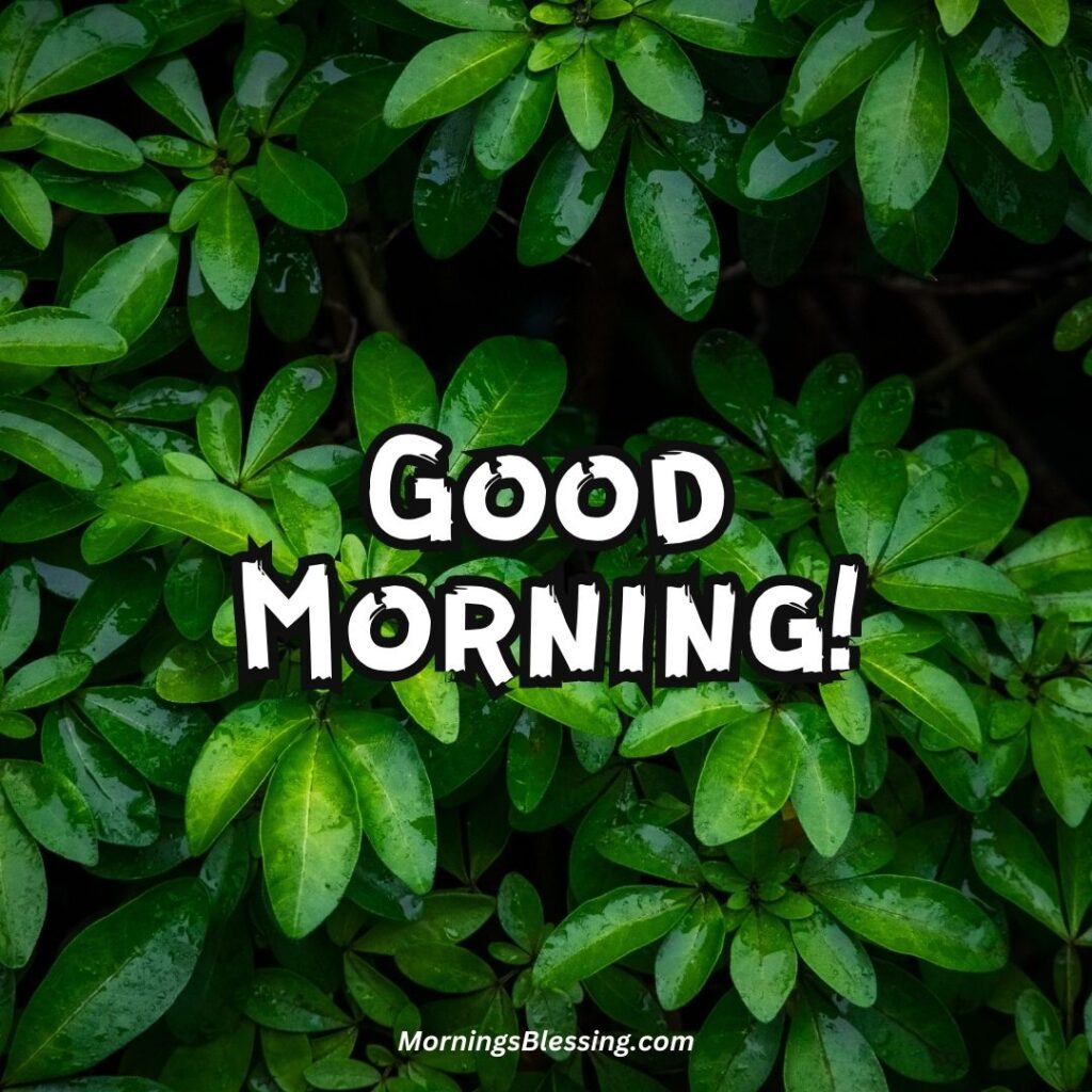good morning green leafy nature image