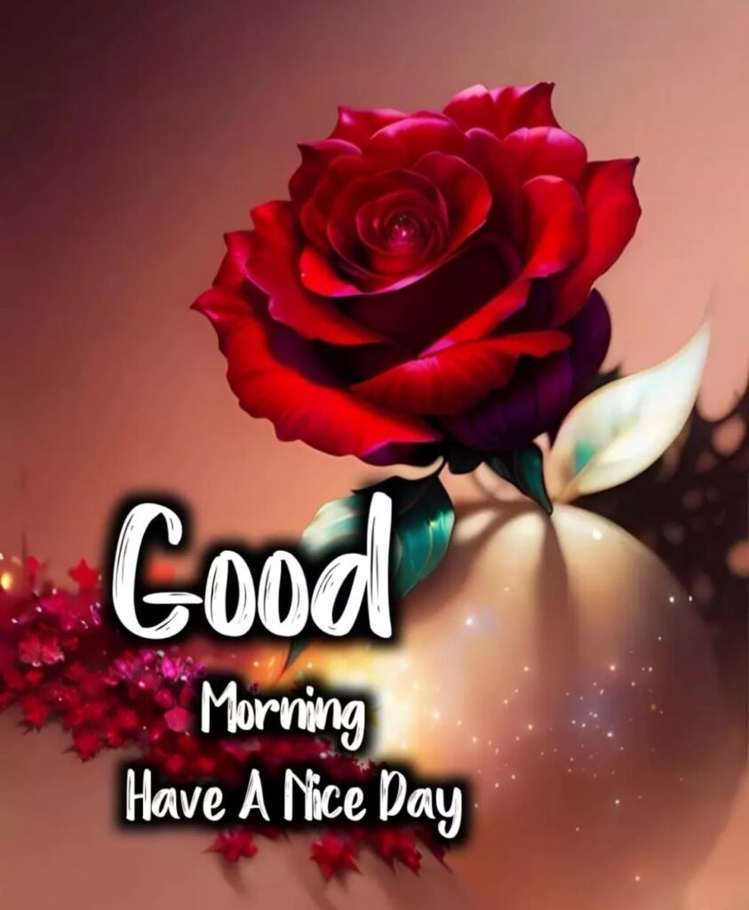Good Morning Single Red Rose Images