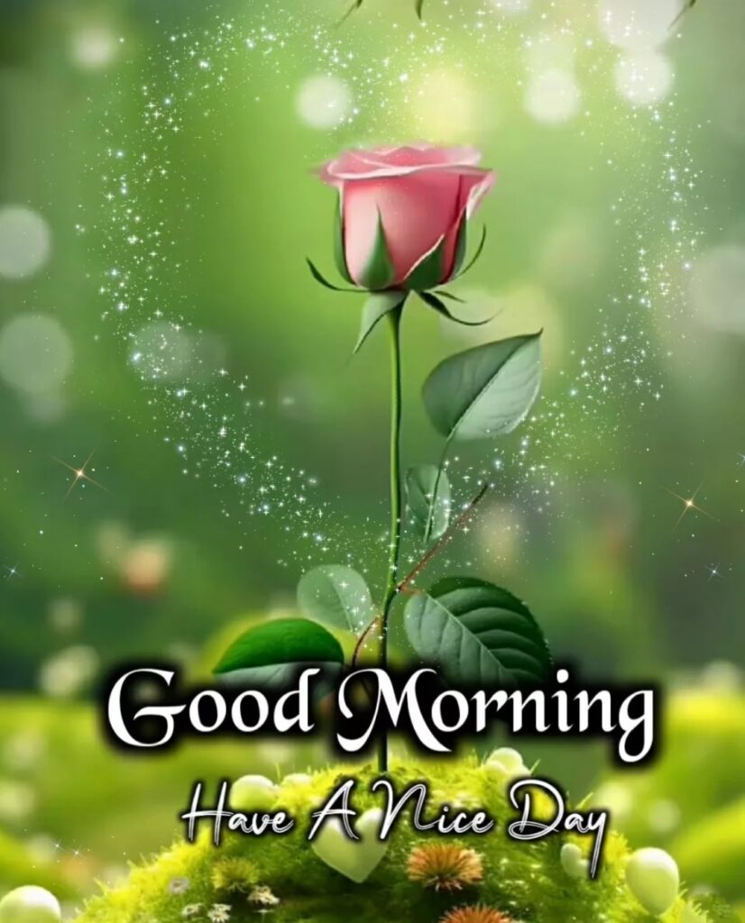 good morning single pink rose image
