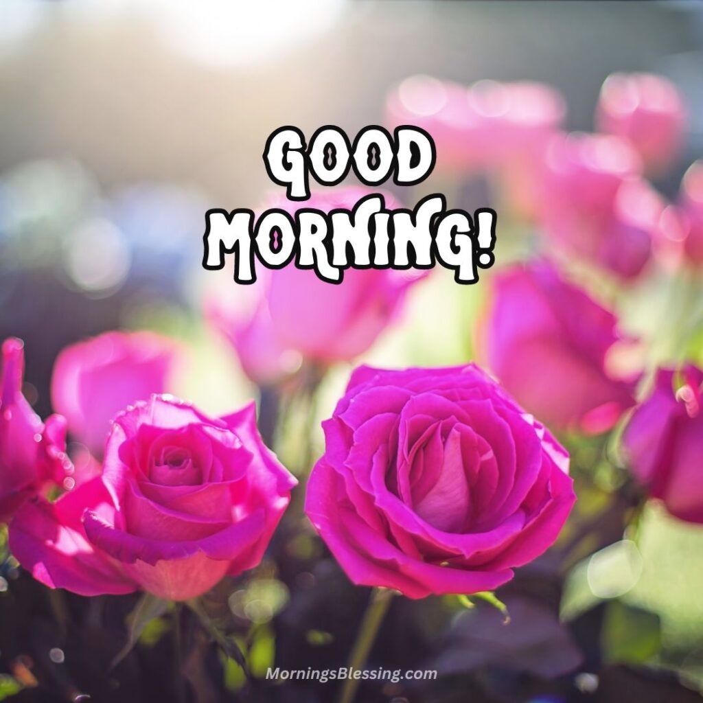 good morning images with roses pink