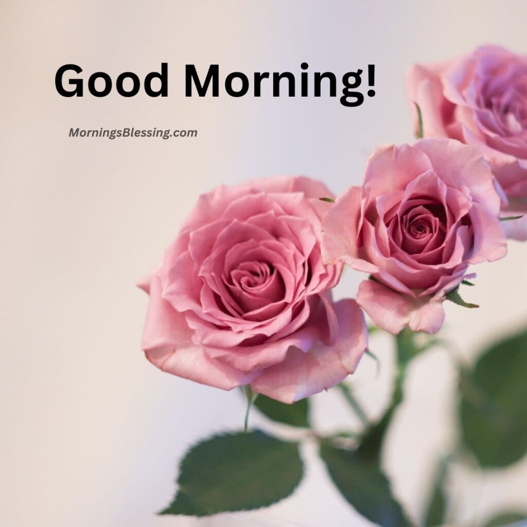 good morning rose photos