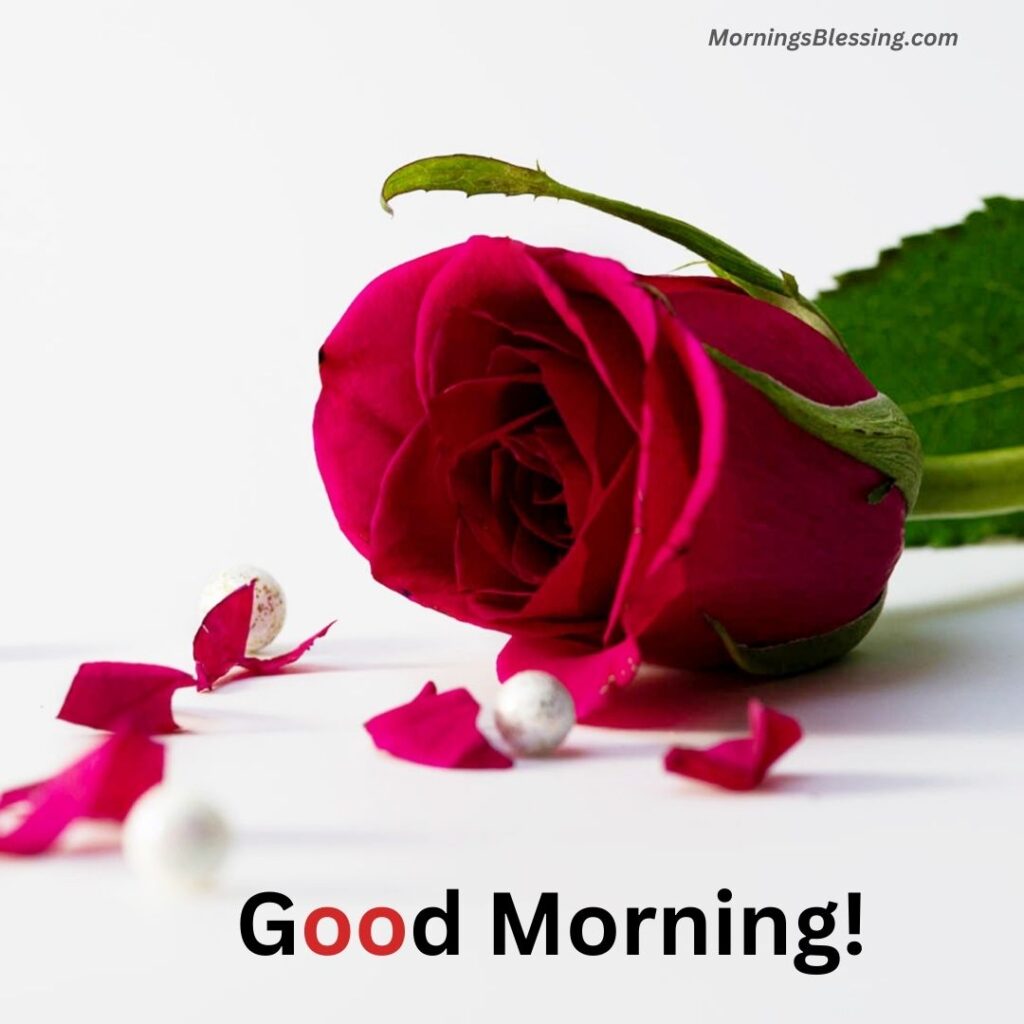 good morning red rose photo