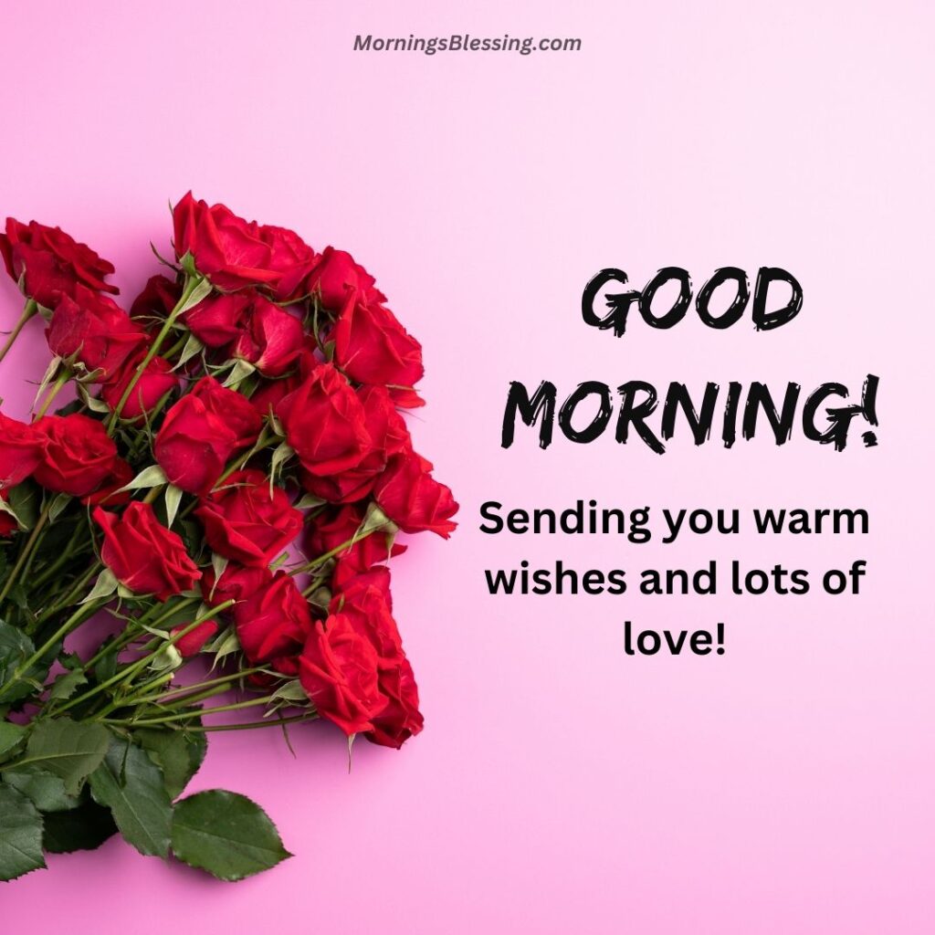 good morning red rose with quotes