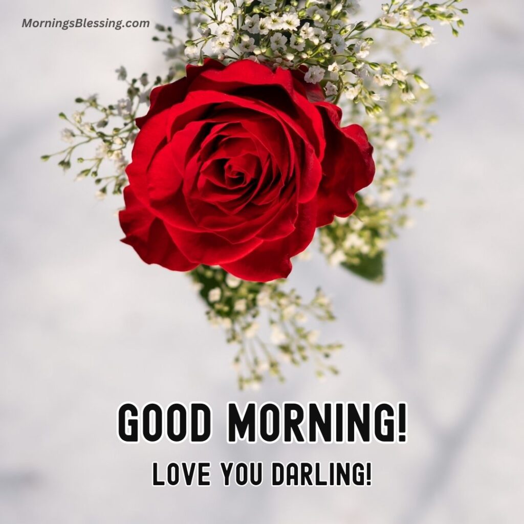 good morning love red rose images