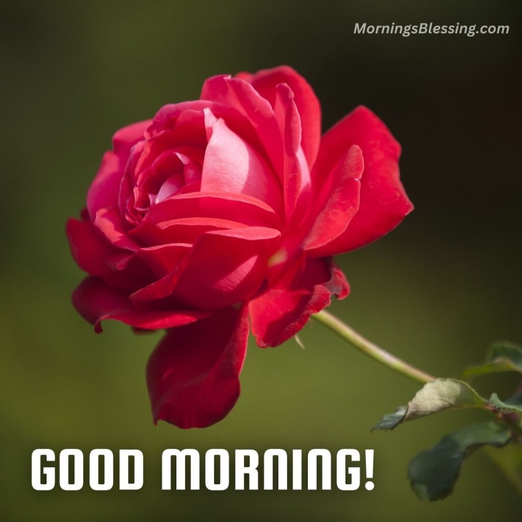 good morning rose wishes