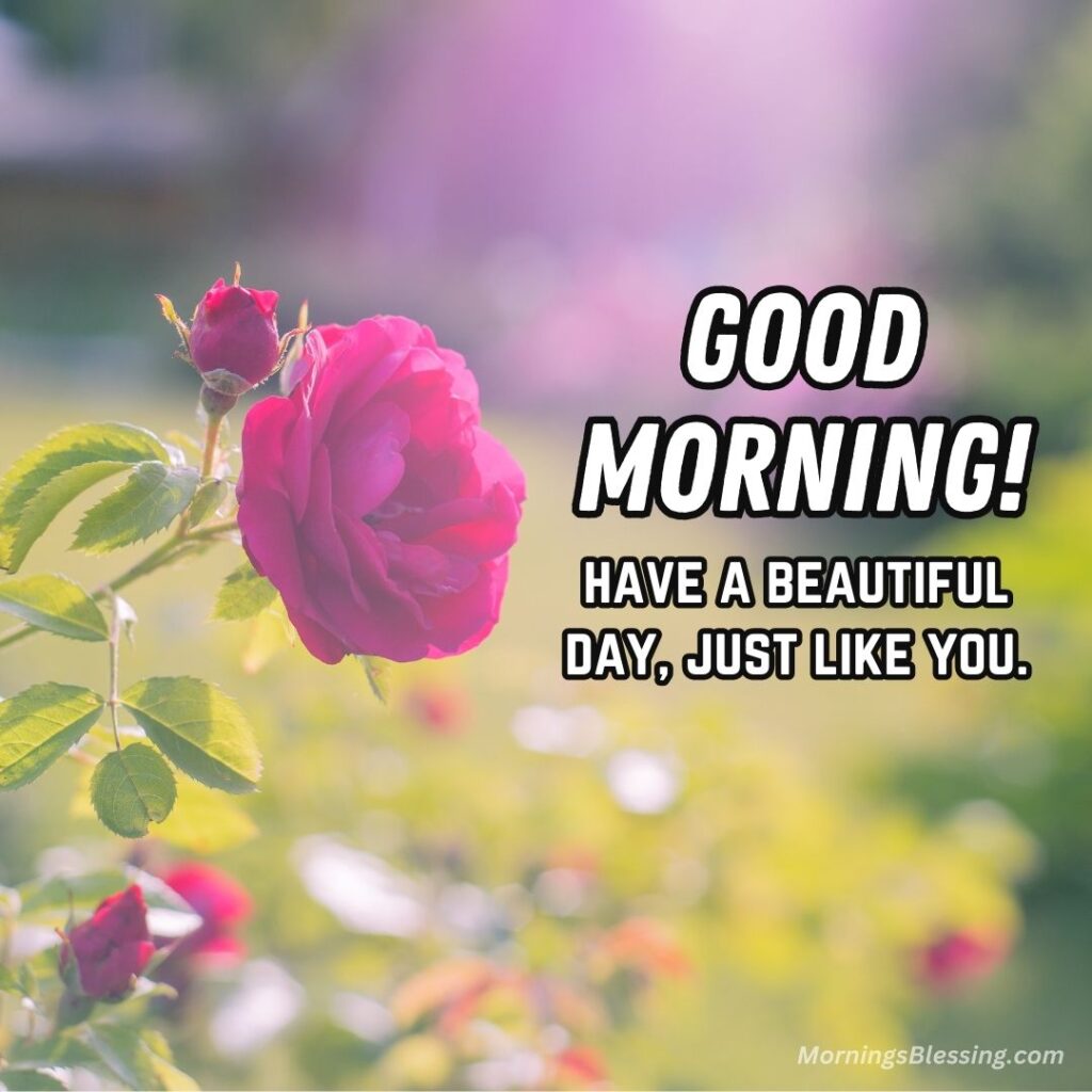 Good Morning Single Rose Images