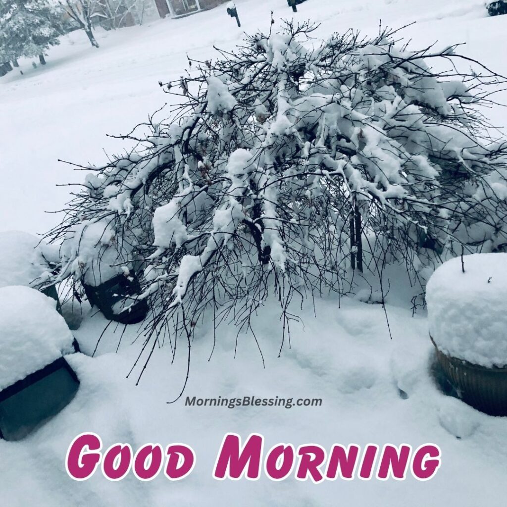 good morning winter photos