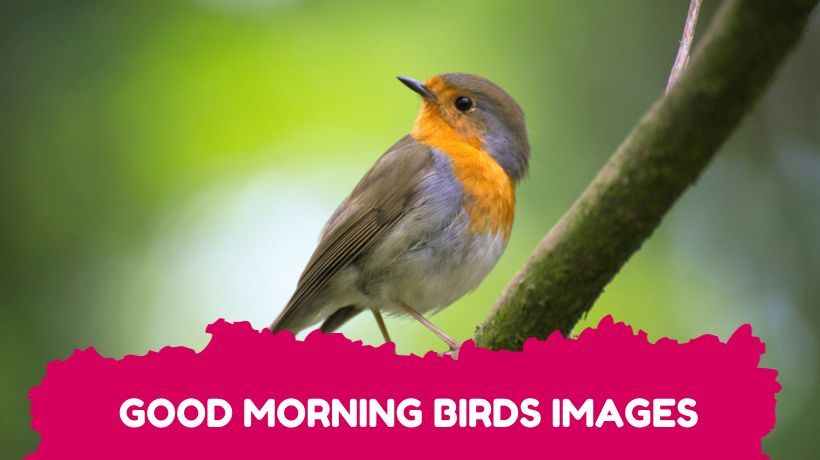 Good Morning bird Images