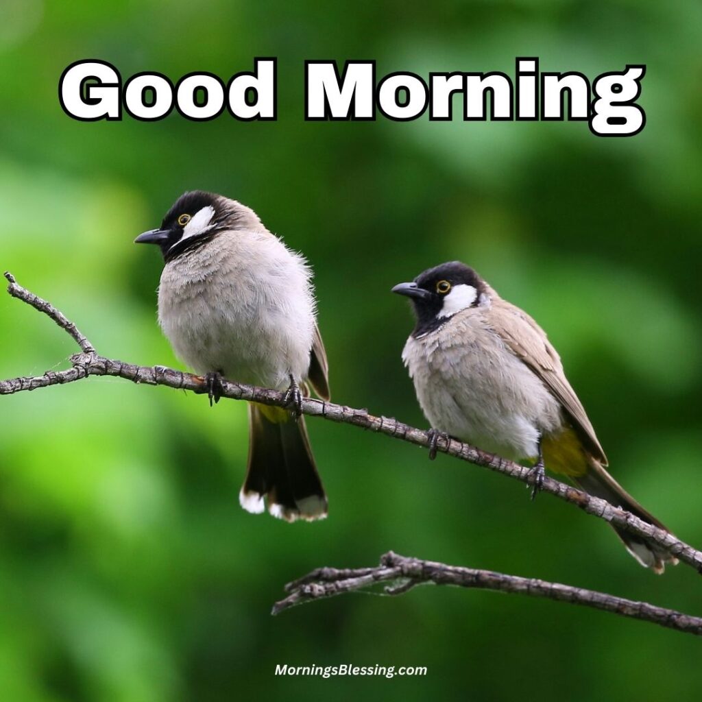 good morning birds images
