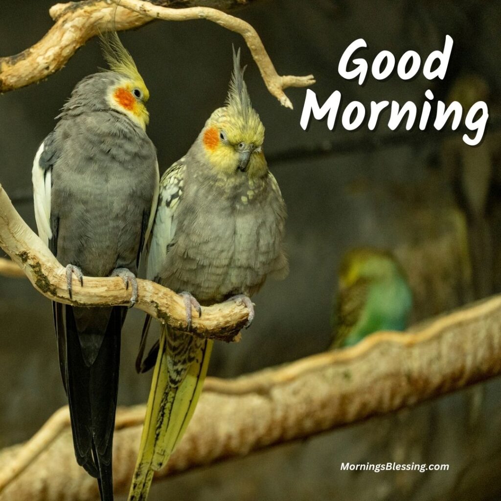 good morning couple bird image