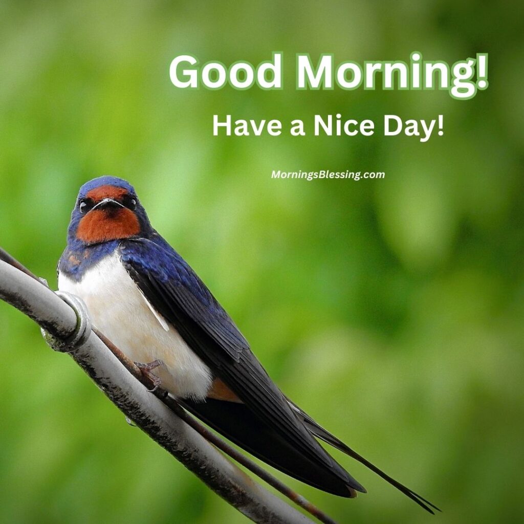 fancy good morning bird image