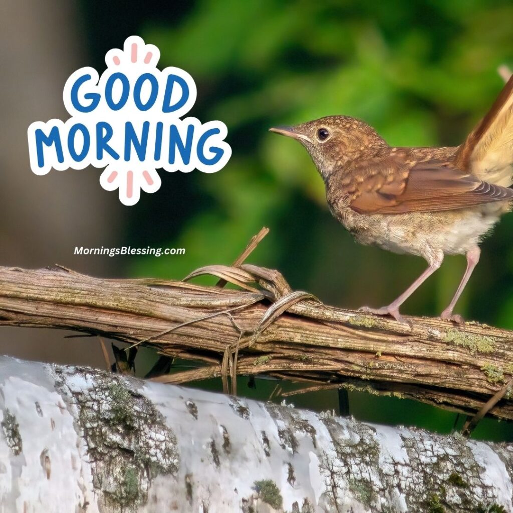 good morning small bird image
