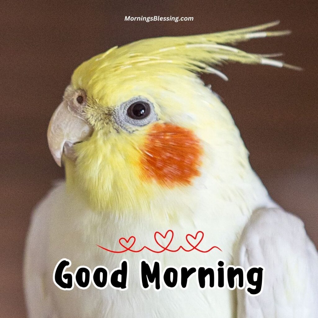 good morning parrot image