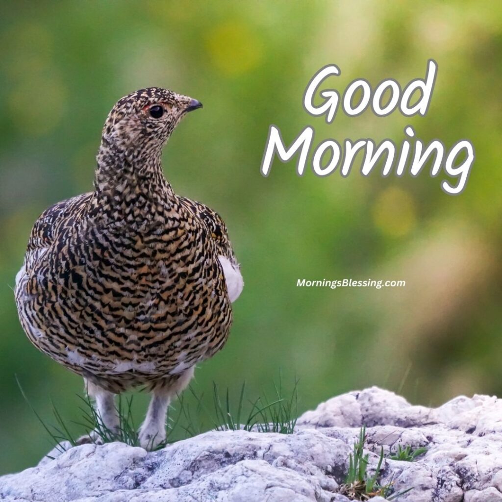 good morning new bird image