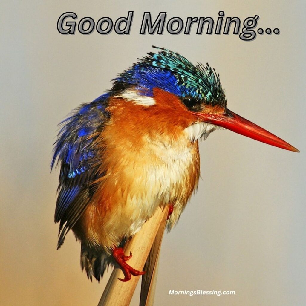 good morning  beautiful bird image