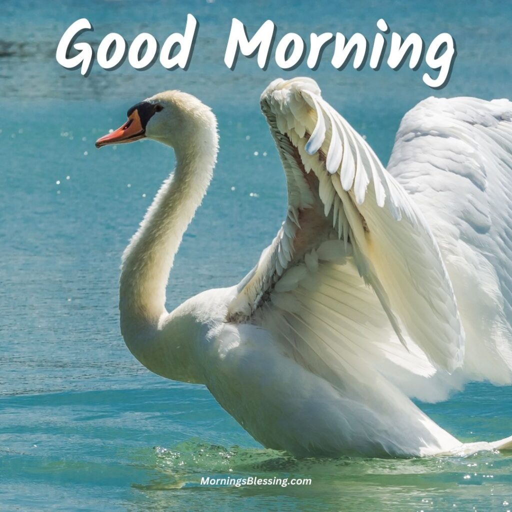 good morning big bird image