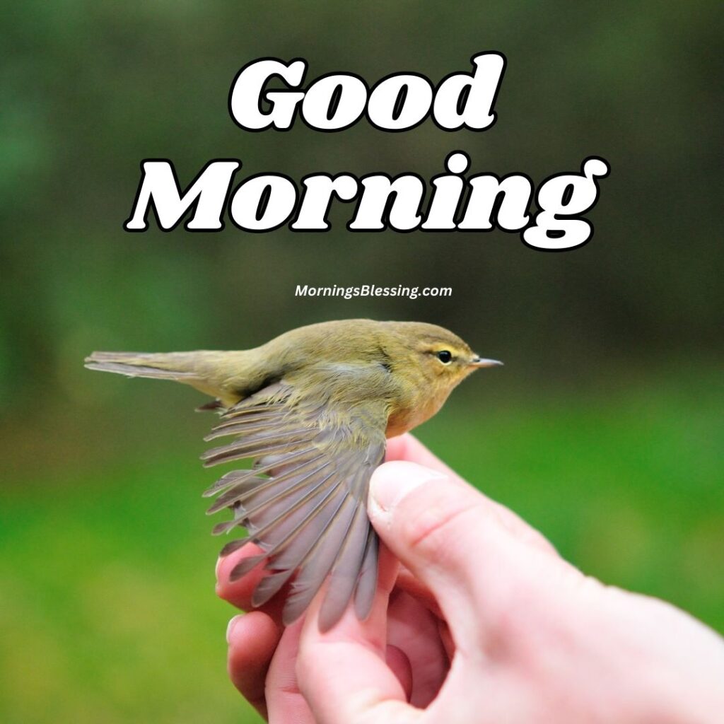 good morning tiny bird pic