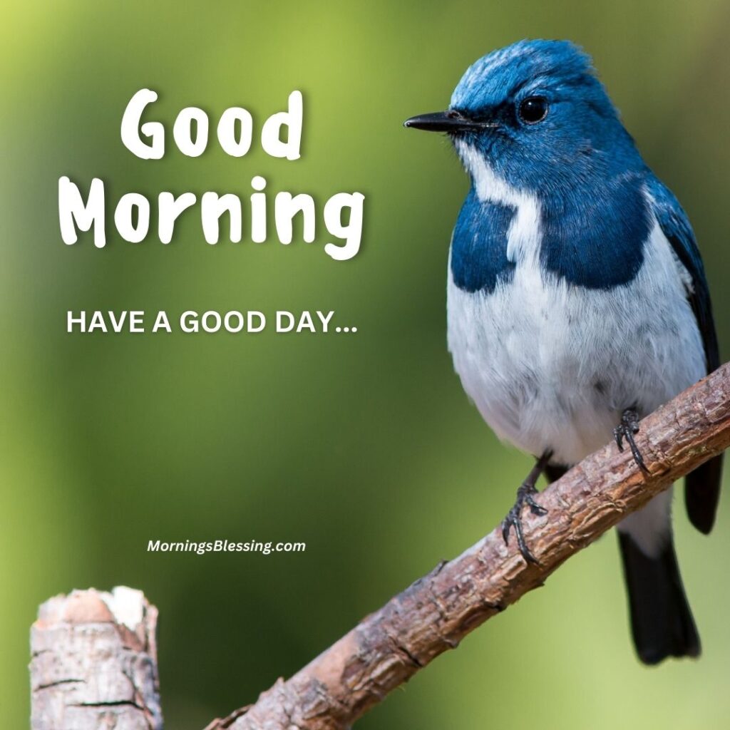 Good Morning Blue Bird Images