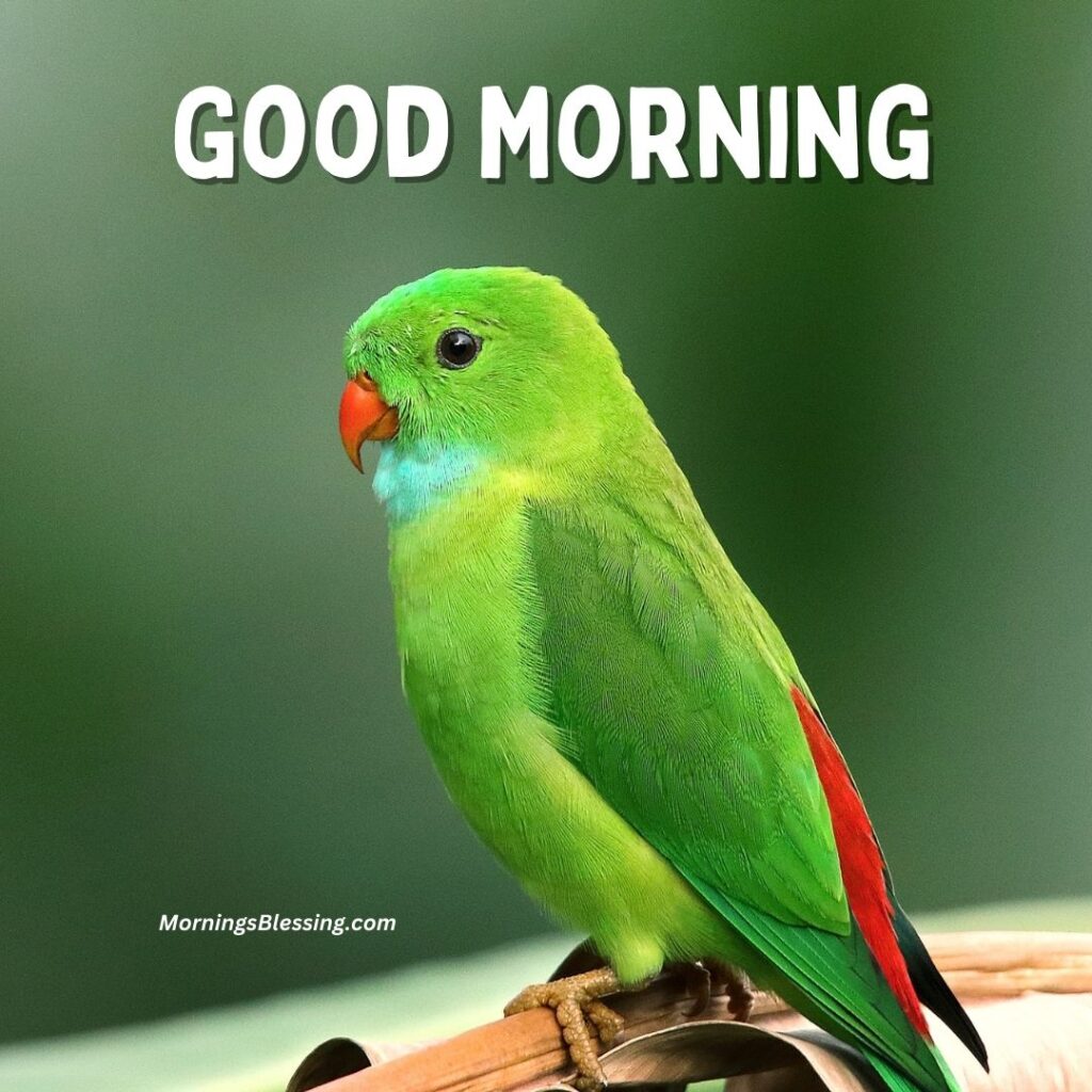Good Morning green parrot Images
