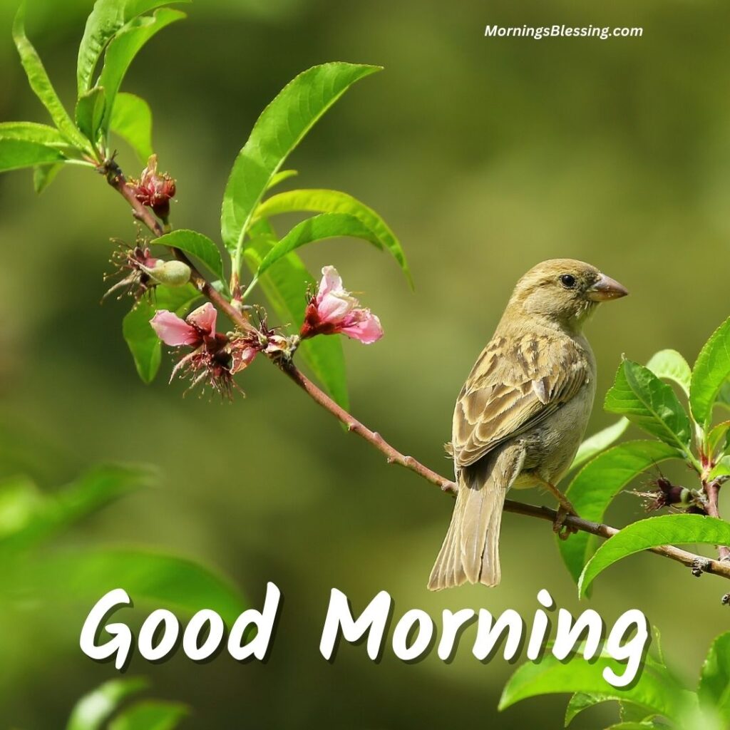 Love Birds Good Morning Images