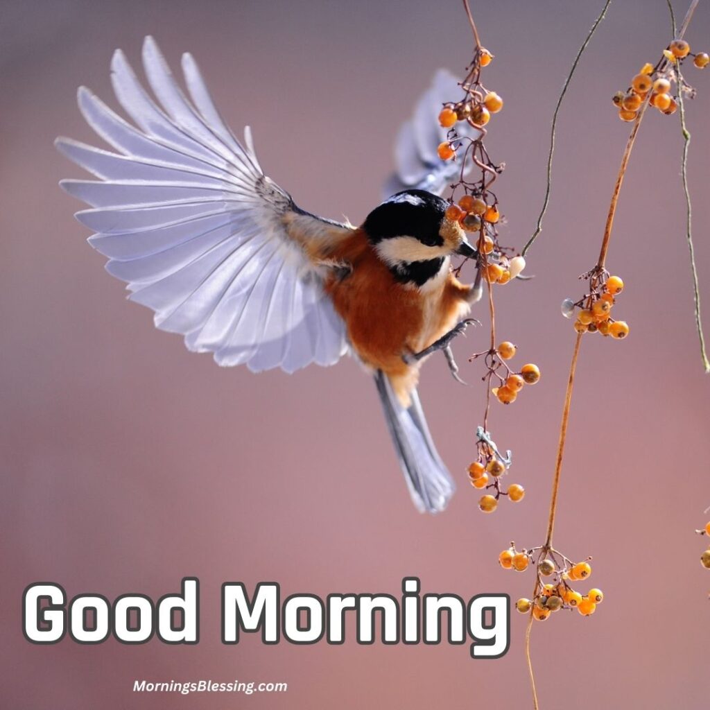 Good Morning Birds flying